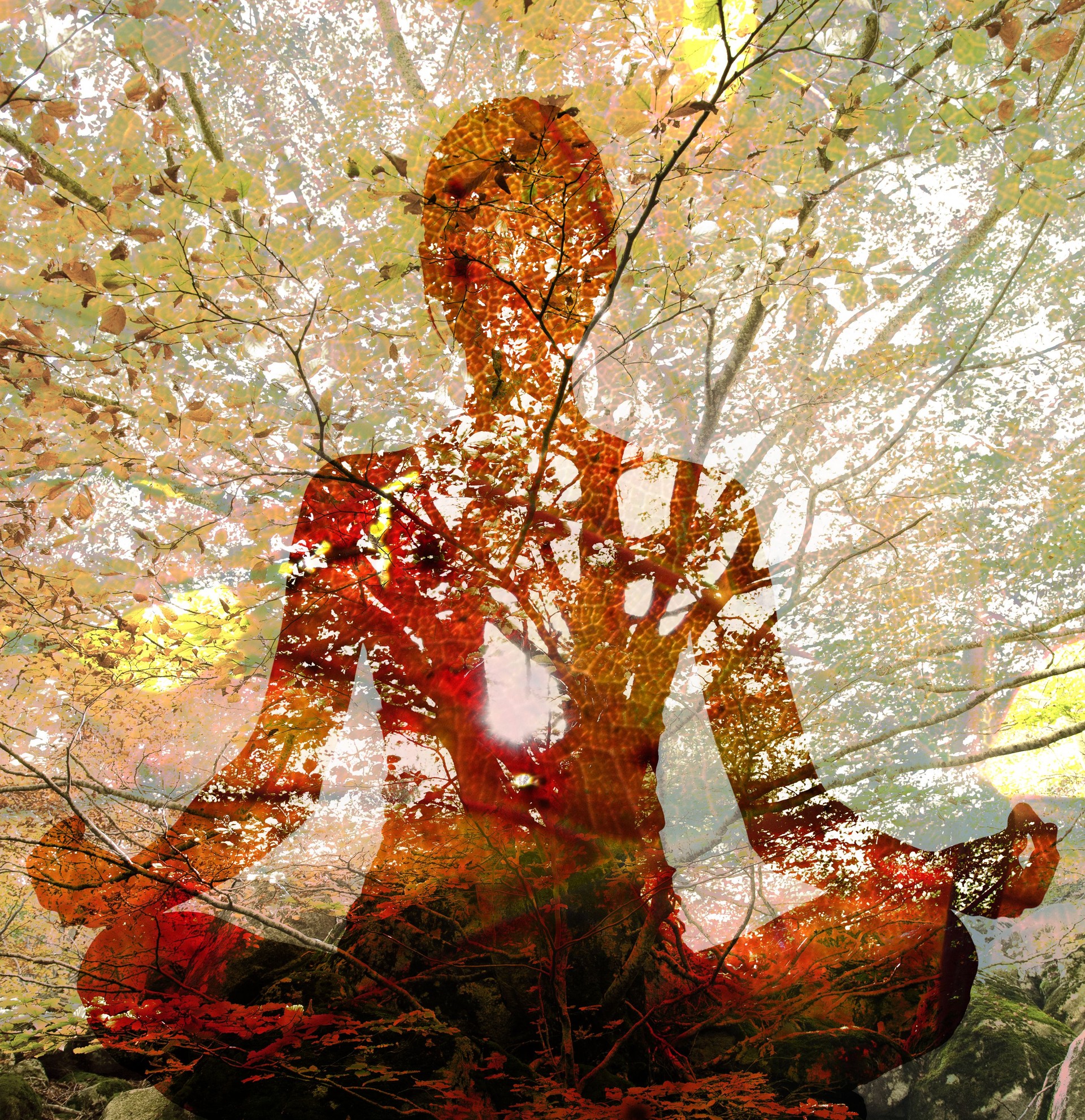 Silhouette of woman doing yoga in lotus position over tree. Concept of connection with the universe and nature.